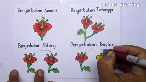 Cara Menggambar Macam Penyerbukan Tanaman Youtube