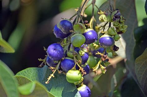 Purple Blue Fruits Of The Australian Native White Beech Tree Stock