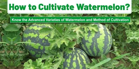 How To Cultivate Watermelon Know Advanced Varieties Of Watermelon