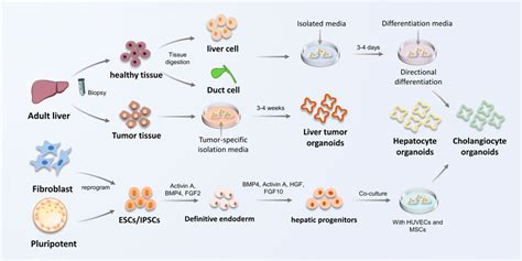 Frontiers Liver Organoids From Fabrication To Application In Liver