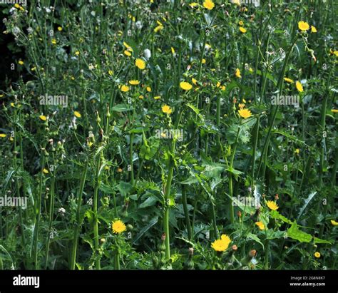 Overgrown Weeds And Garden Hi Res Stock Photography And Images Alamy
