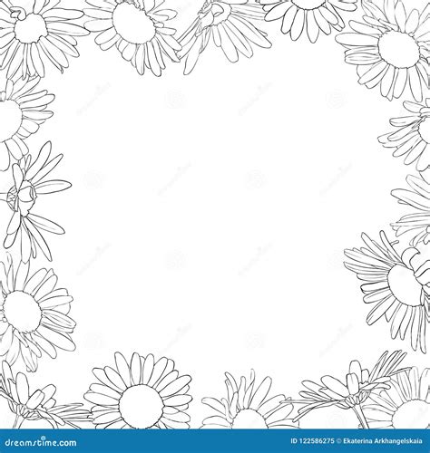 Vector Frame With Drawing Daisy Flowers Stock Vector Illustration Of