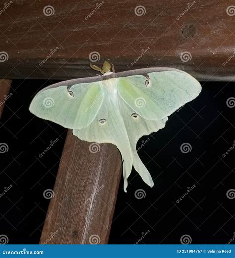 Close Up of a Luna Moth with Wings Outstretched Stock Image - Image of