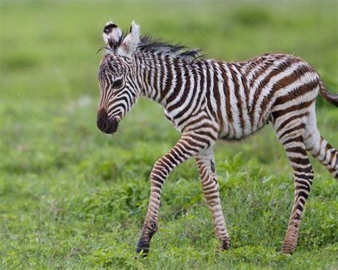 Cute Baby Zebra Cute Anamils Pinterest