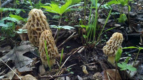 Species Of The Month 0414 The Yellow Morel — Forest Park Forever