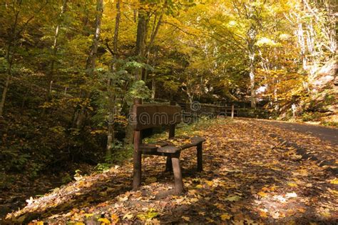 Isolated Bench Under Autumn Trees Stock Image Image Of Isolated