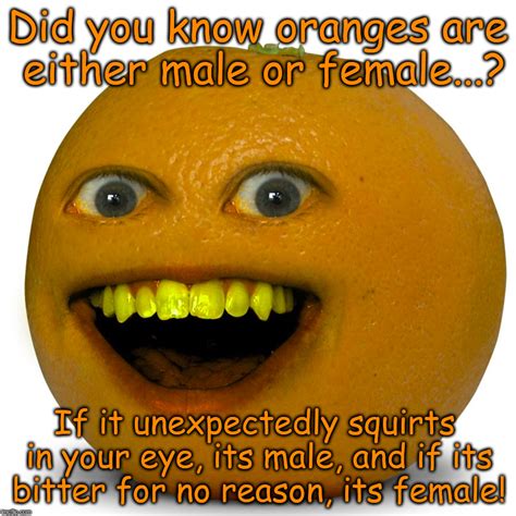 Annoying Orange Meme