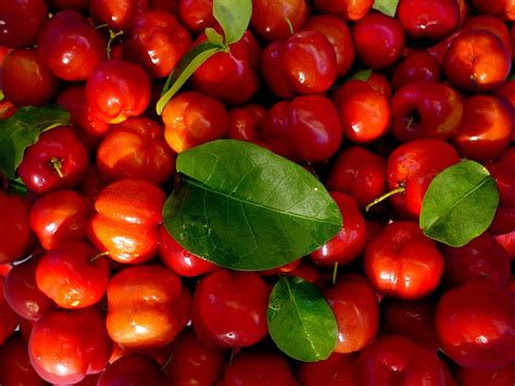 Acerola Benefícios E Malefícios