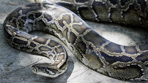 Indonesian Man Found Dead Inside Giant Python