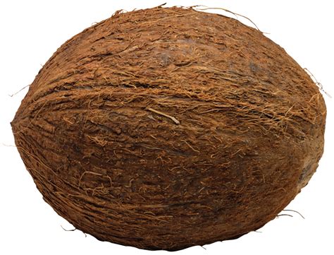 Coconut Png File Png All Png All