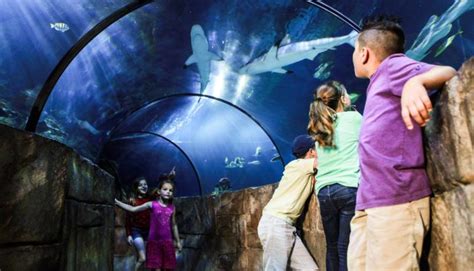 San Antonio Legoland Discovery Centersea Life Aquarium Open Soon
