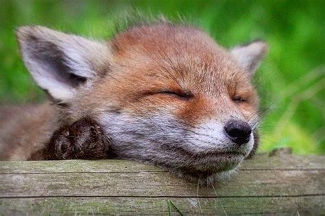 A Cute Baby Fox Rpics