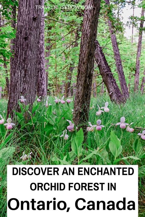 Discover An Enchanted Orchid Forest In Ontario In 2020 Canada Road