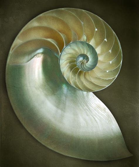 71 Best Nautilus Images On Pinterest Conch Shells Shells And Clam Shells