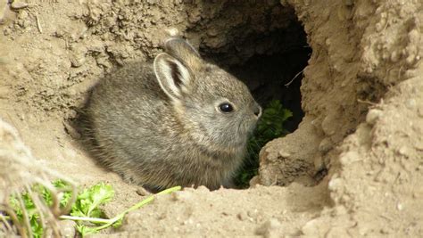 Columbian Basin Pygmy Rabbit Endangered Status Habitat And More
