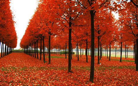 Park Trees Autumn Wallpaper Hd Nature 4k Wallpapers Images And