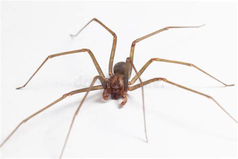 Male Brown Recluse Spider Poisonous Arachnid Stock Photo Image Of