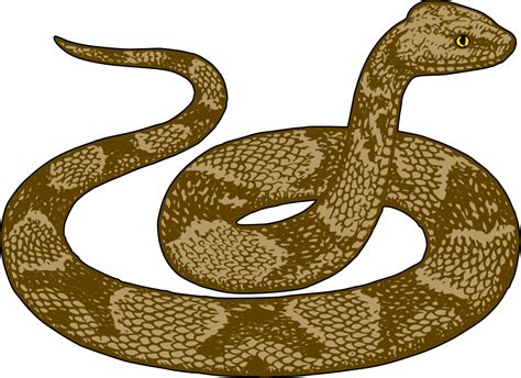 Snake Drawing Png Png Download