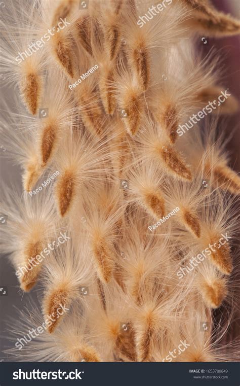 Nerium Oleander Seeds End Winter This Stock Photo 1653700849 Shutterstock