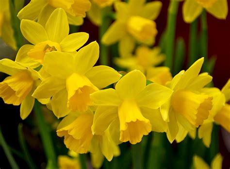 16 Of Our Favorite Easter Plants And Flowers English Gardens