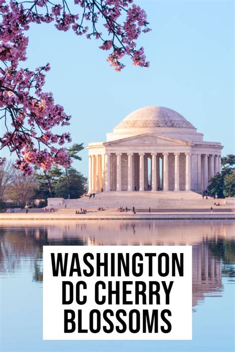 Washington Dc Cherry Blossoms The Ultimate Guide To Visiting Travel