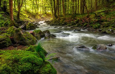 River Flow In Sunny Forest At Sunrise Stock Photo Colourbox