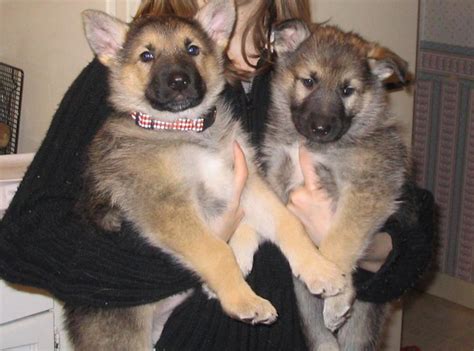 Join millions of people using oodle to find puppies for adoption, dog and puppy listings, and other pets full blood german shepherd puppy. German Shepherd/malamute/arctic wolf puppies | Here at ...