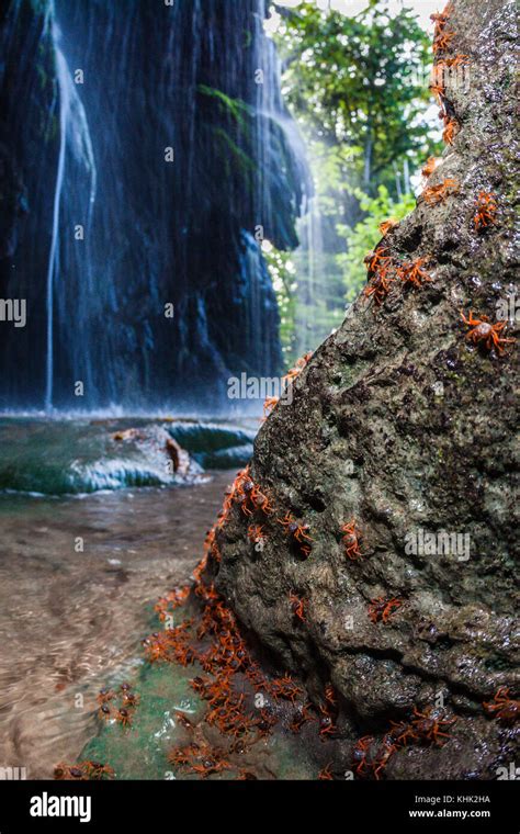 Juvenile Crabs Reaching Hughes Dale Waterfall Gecarcoidea Natalis