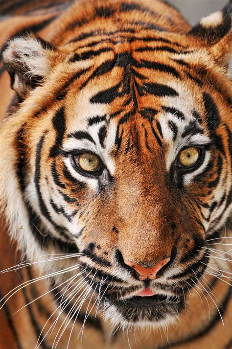 Sumatran Eyes Portrait Of A Stunning Female Sumatran Tiger Sharp And