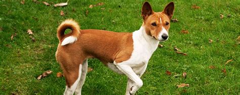 Basenji Dog Characteristics Traits Annual Estrus