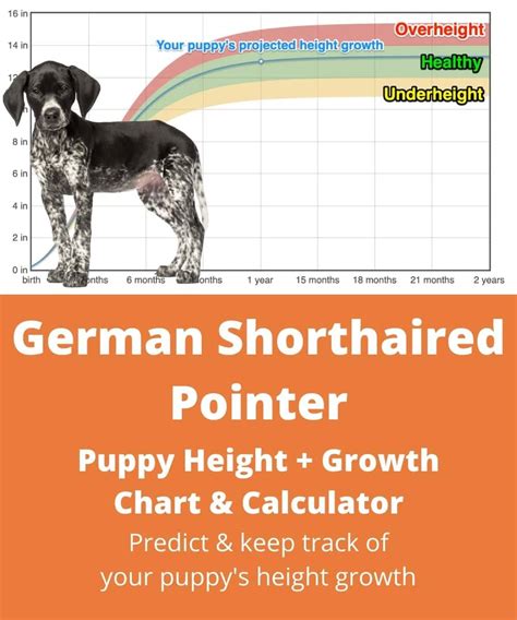 German Shorthaired Pointer Heightgrowth Chart How Tall Will My German Shorthaired Pointer