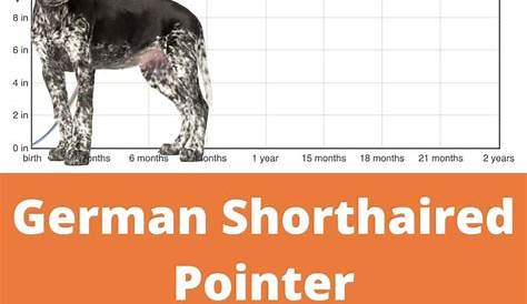 german shorthaired pointer puppy feeding chart