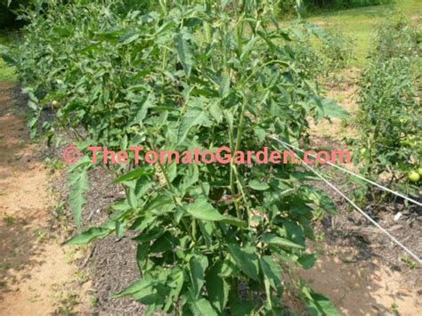 Thetomatogarden Brandywine Tomato