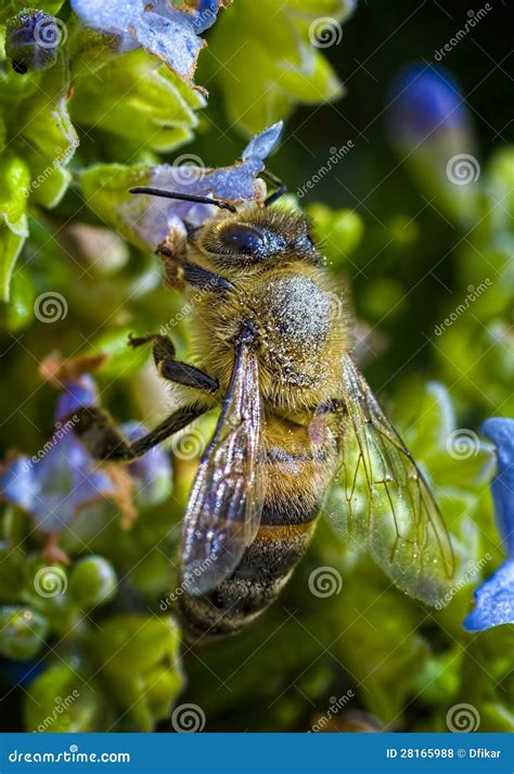 Busy Bee Stock Photography 28165988