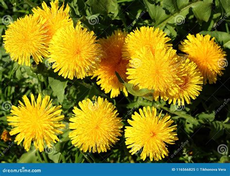 Yellow Dandelion Flowers Stock Image Image Of Bright 116566825