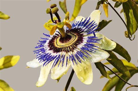 Passion Flower Stock Photo Image Of Beauty Close Grow 27142966