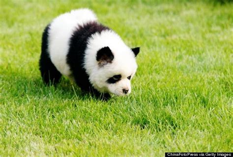 Look Panda Dogs Are Dogs That Look Like Pandas Chien Panda Chiens