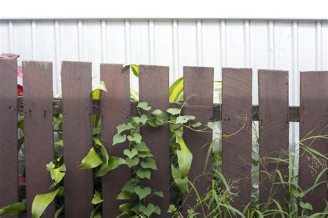 A wide variety of artificial morning glory factory artificial morning glory leaves stem branches for garden home wedding decoration artificial wholesale high 120 cm green artificial fauxmorning glory rose flower leaves hedge privacy fence. Free Stock Photo 9838 Bindweed or Morning Glory on a fence ...
