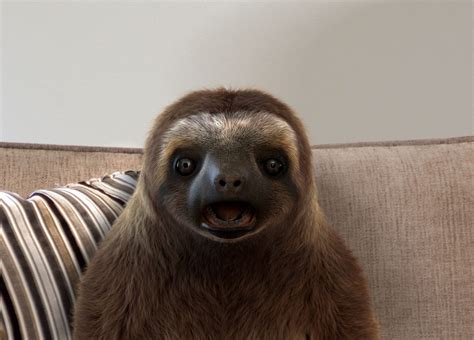 Sloth Preguiças