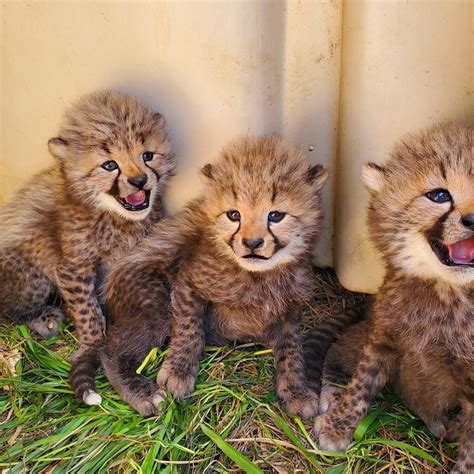 Thriving Planet What Would You Have Named These Cheetah Cubs That Are