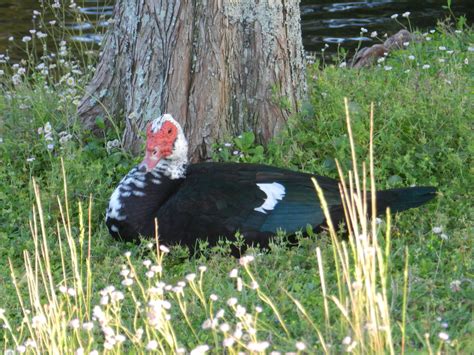 Neocurio Ebayseller Muscovy Turkey Duck Goose Birdwatching