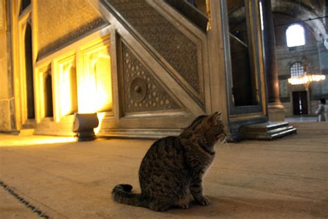 Resident Cat In Hagia Sophia Istanbul Travelingotter Flickr