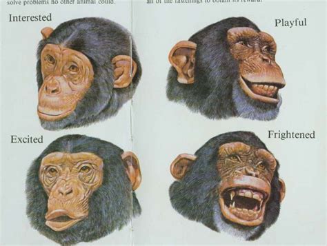 Chimpanzee Animals Monkey