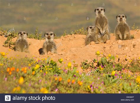 Karoo Desert High Resolution Stock Photography And Images Alamy