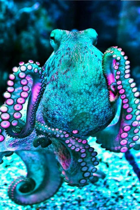 Top 999 Octopus Wallpaper Full Hd 4k Free To Use