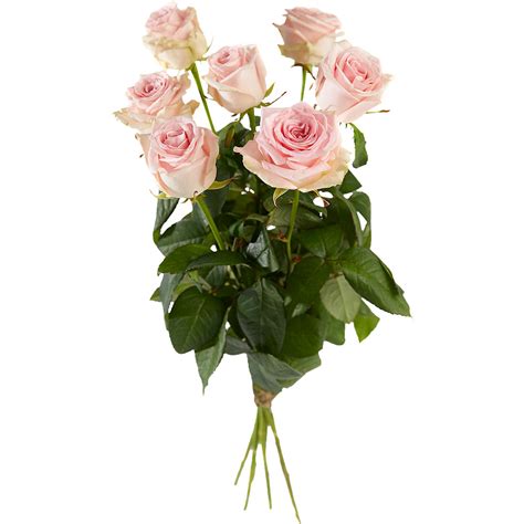Long Stemmed Pink Roses Alpina Flowers Bloemist In Den Haag