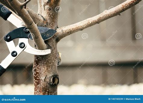 Pruning Tree Branches In Early Spring Stock Image Image Of Object