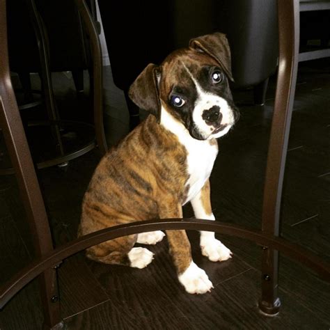 Flashy brindle or classic brindle? - Boxer Forum : Boxer Breed Dog Forums