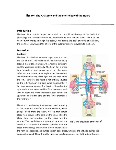 Essay The Anatomy And The Physiology Of The Heart Essay The