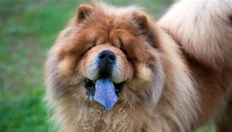Dog Tongue Color Chart Tongue Color Symptoms And Causes